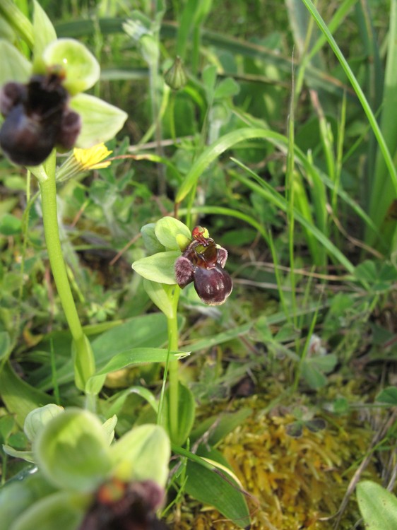 Ophrys bombyliflora